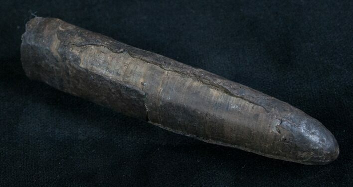 Fossil Sperm Whale Tooth - Georgia #7789